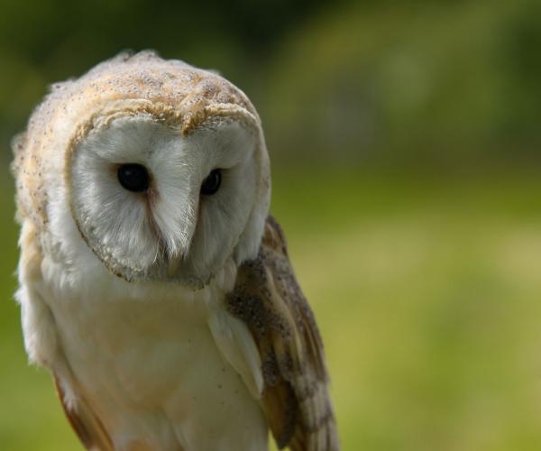 Close up of a barn owl with its face towards the camera perching on a post