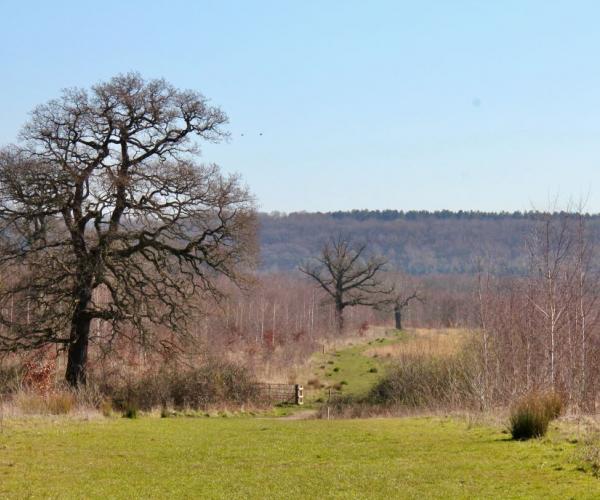 Grassy footpath at College Wood with a large tree on the left hand side and a view of mature trees on a hill in the distance