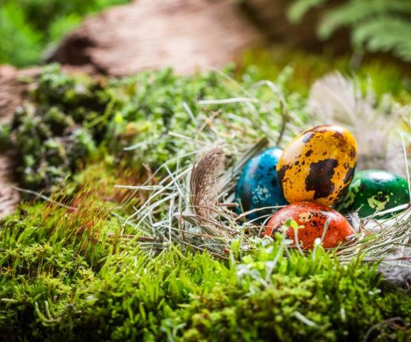 Four brightly coloured eggs in a nest surrounded by moss on a log 