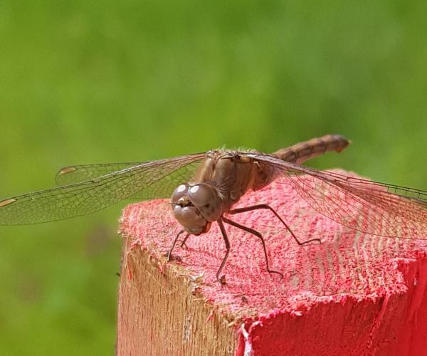 A young ruddy darter dragonfly resting on the top of a wooden post