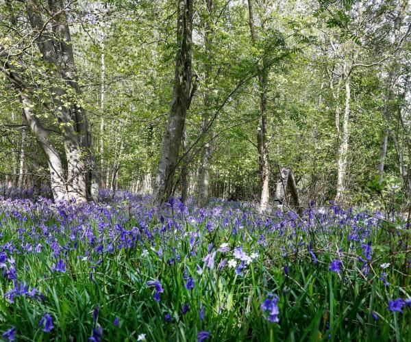 A carpet of bluebells in a woodland clearing surrounded by spring trees on a sunny day