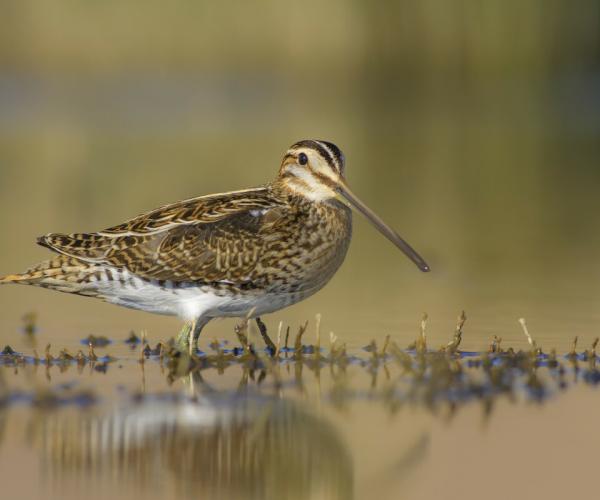 Common Snipe standing in the shallows of a pond