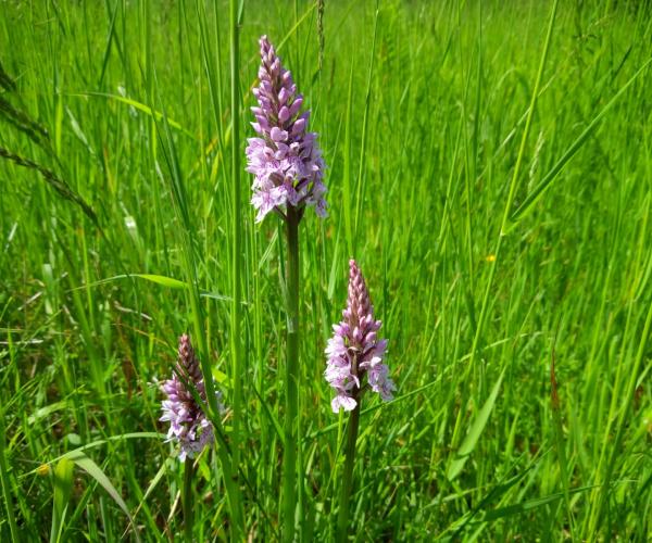Common orchid growing amongst tall grasses