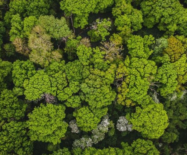 Overhead view of numerous green tree tops