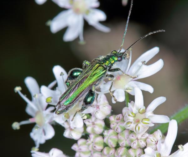 Oedemera nobilis also known as thick-legged flower beetle