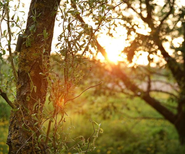 The sun setting through the woodland