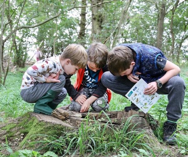 Three boys crouching a tree stump in the Forest looking for bugs.
