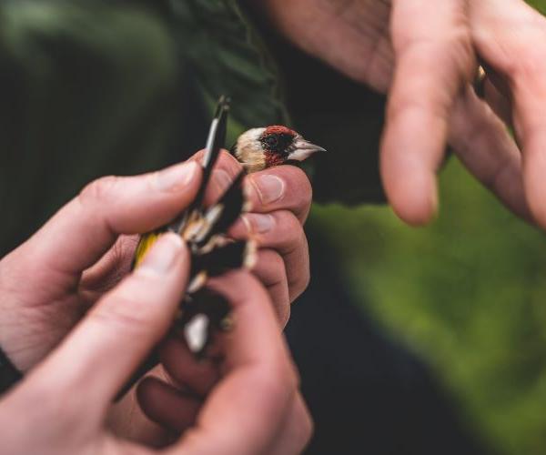 Bird being held and ringed at a Forest event