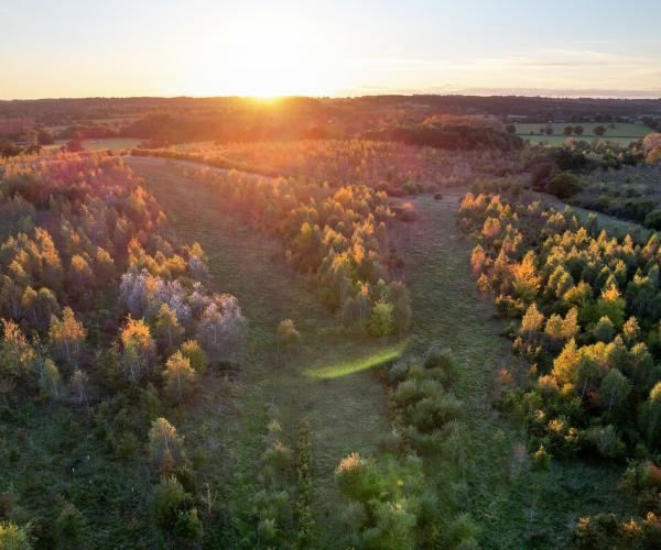 Aerial view of woodland at the Spernal site at sunset in the autumn