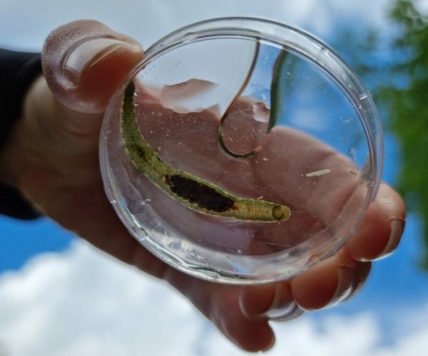 Hand holding a leech in  a petri dish with a blue sky above 