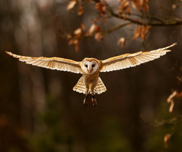 Barn owl in flight with autumnal trees in the background