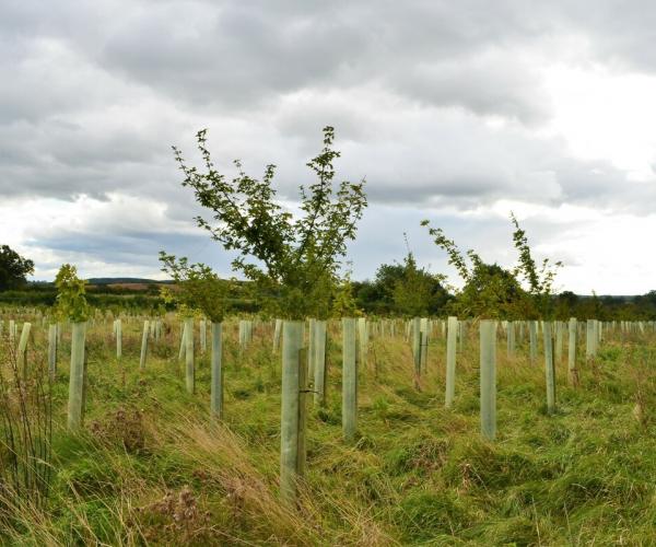 Young trees in protective guards at Coughton Fields Farm