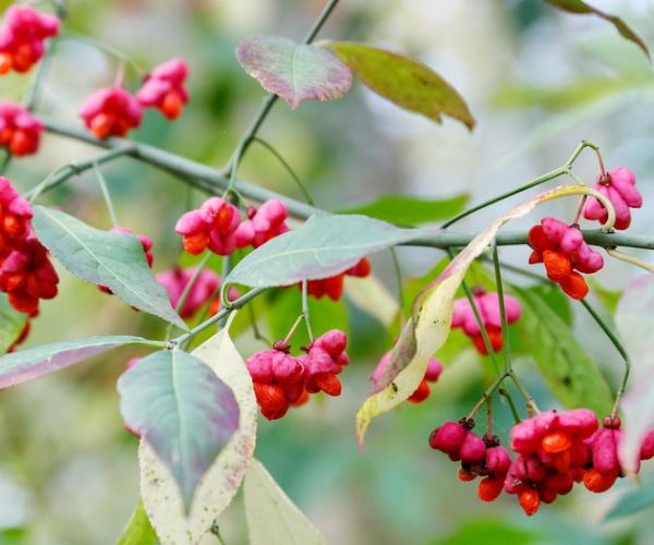 Close up of orange and pink spindle fruits on a branch with green leaves