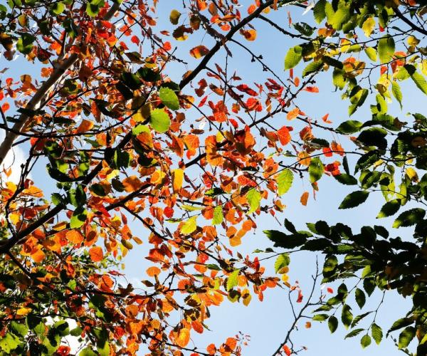 Hornbeam and aspen tree branches with leaves in the autumn sunlight