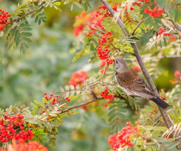A fieldfare perched on a rowan tree branch eating the red berries
