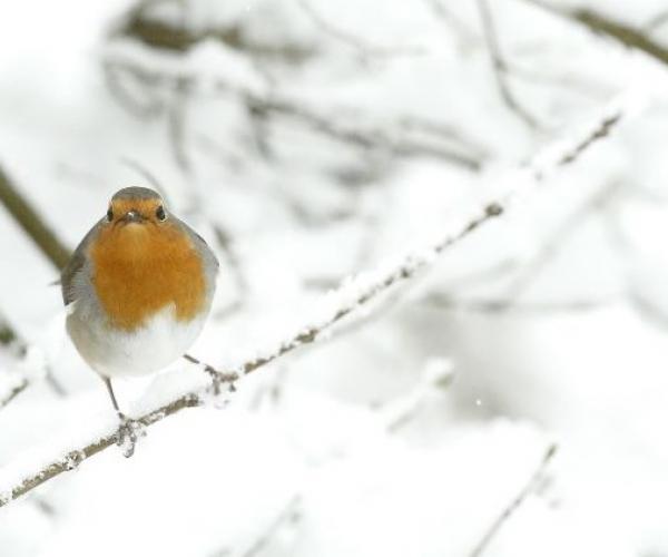 A little robin showing its red breast, perched on a branch with a snowy backdrop