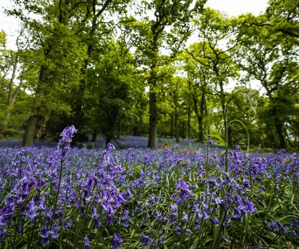 A sea of bluebells covering the Forest floor in a clearing with tall trees behind
