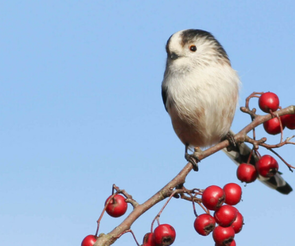 a long tailed tit standing on a branch of red berries with a clear blue sky behind