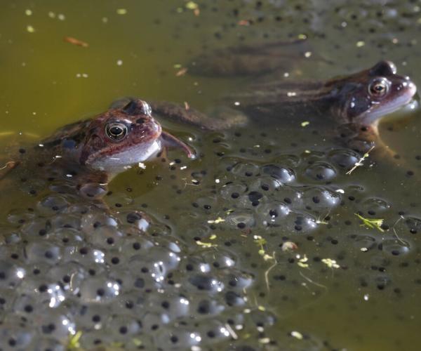 Common frogs and frog spawn in a pond - Shutterstock 