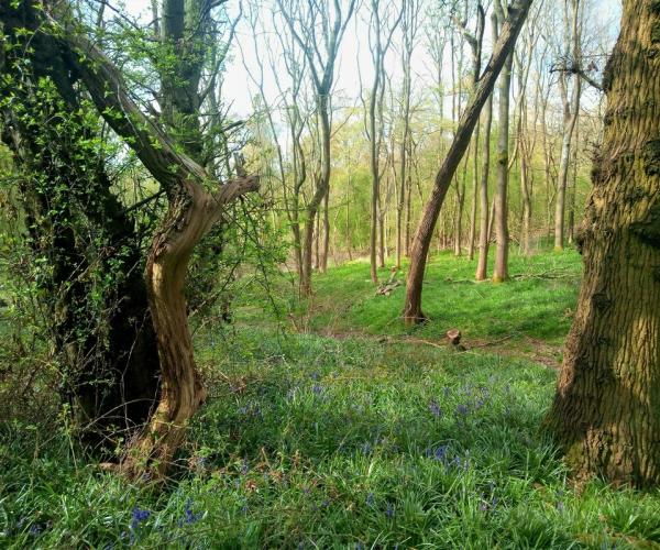 Mature trees in Alne wood with ivy growing up them - there is a clearing on the ground and there are bluebells