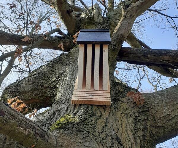 A wooden bat box on a tree the image is taken from below looking up.