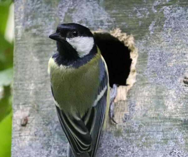 adult great tit clinging to the entrance of a worn nesting box