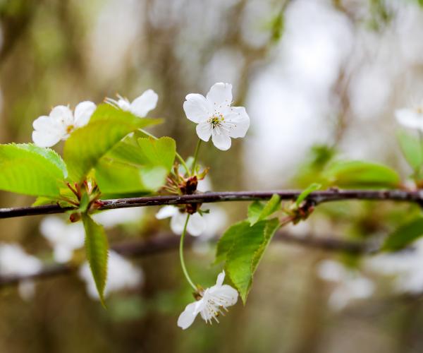 White blossom on a wild cherry tree in the Forest