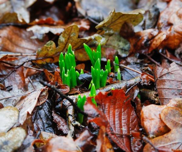 Green wildflower stems growing up through brown leaves on the forest floor