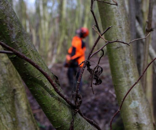 An image taken between two branches of a Hazel tree of a member of the forestry team in full safety gear in the background