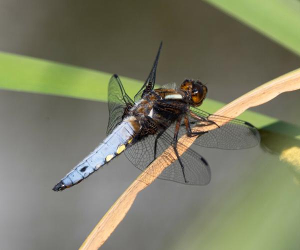 Broad-bodied chaser dragonfly on reed by a pond