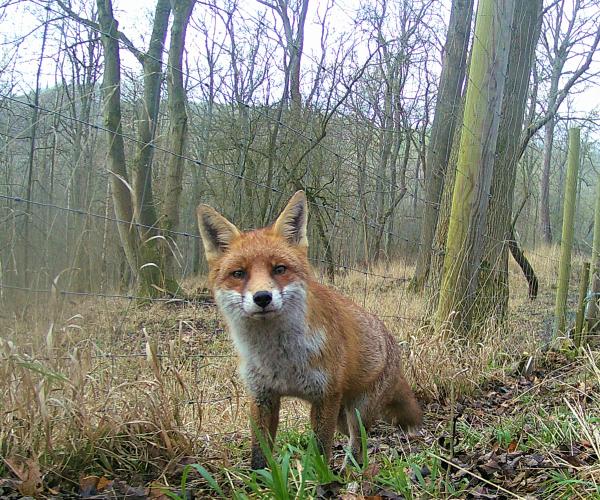 A Fox caught on a trap cam at Sheriffs Lench