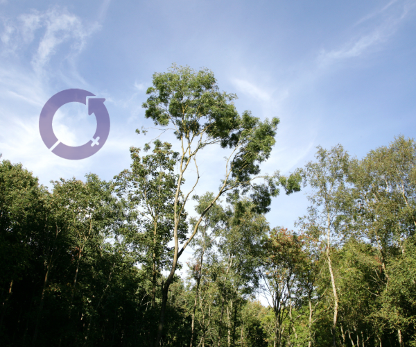 An image of tree tops in the Forest and the logo for international women's day 