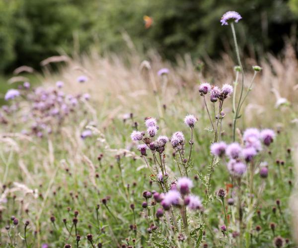 Grassland at Haydon Way Wood