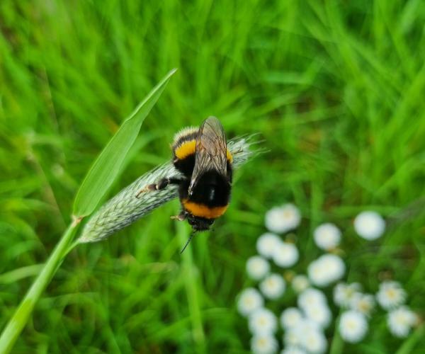 Buff tailed bumble bee on a piece of grass