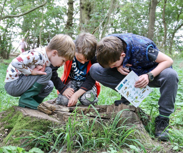 A group of three young foresters crouching over a tree tump holding an insect ID guide.