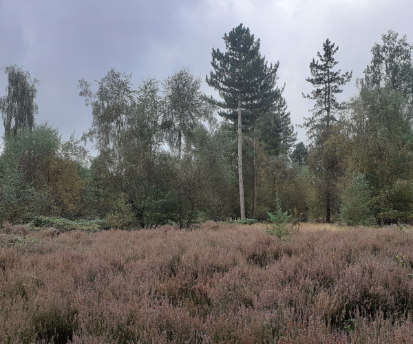 A view of our heathland at Coughton Park in the foreground with mature trees in the background.