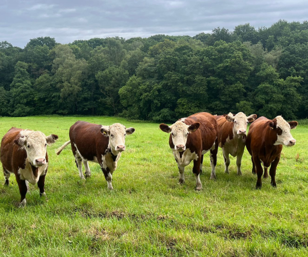 A group of cows at Oak Wood