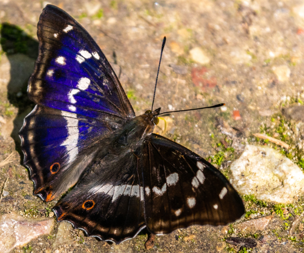 A male purple emperor butterfly resting on the ground in the sun