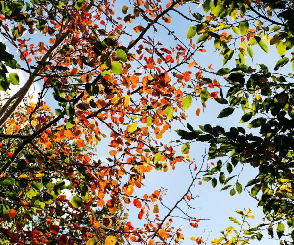 Autumnal aspen leaves with blue sky