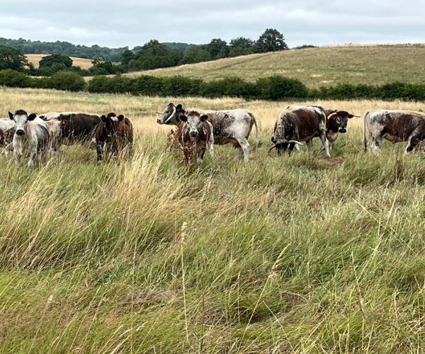 A group of longhorn cattle grazing in a grassy field.