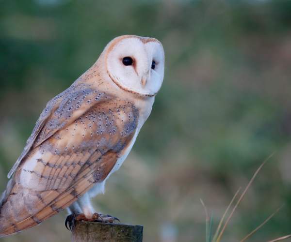 A barn owl perched on a post.