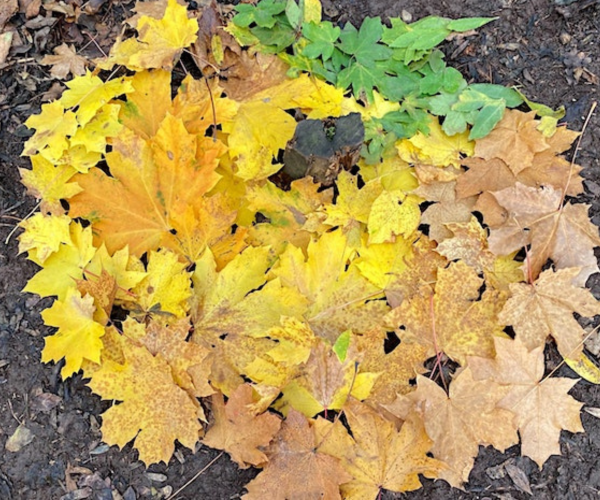A colourful pile of autumn leaves on the ground