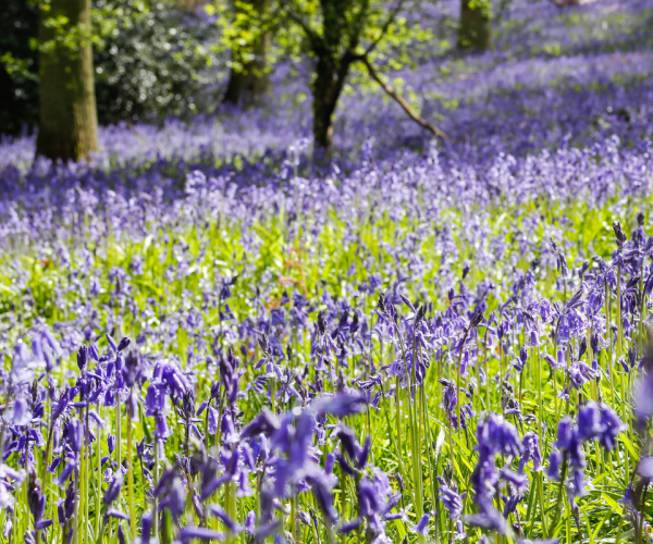 A forest floor with an abundance of bluebells at Alne Wood