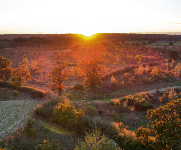 Aerial view of the Forest at Middle Spernal at sunset