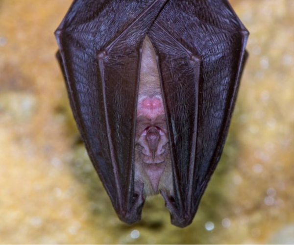 A close up of a lesser horseshoe bat.