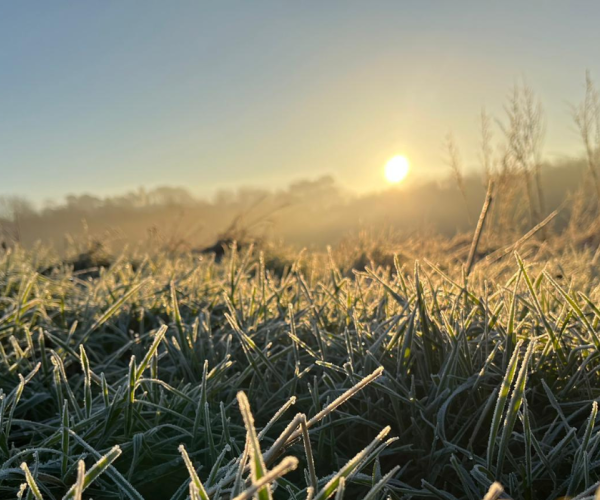 A close-up of frosty grass glistening in the morning sun.
