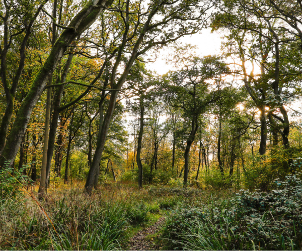 Mature trees in grassy forest floor on an autumnal day.