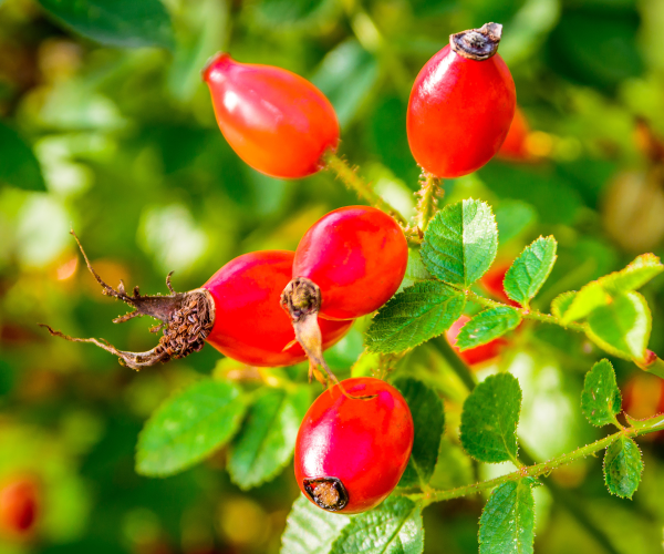 A close-up of rosehips.