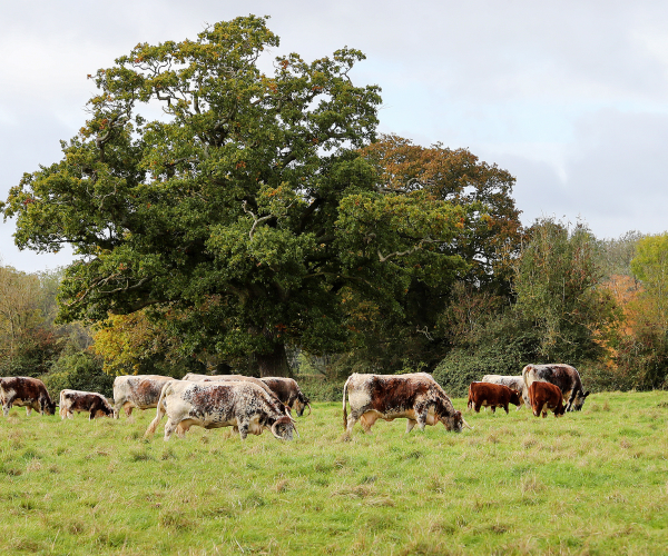 A herd of cattle grazing at Netherstead.