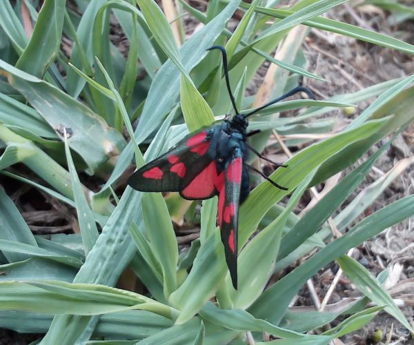 A burnet moth in the Forest.